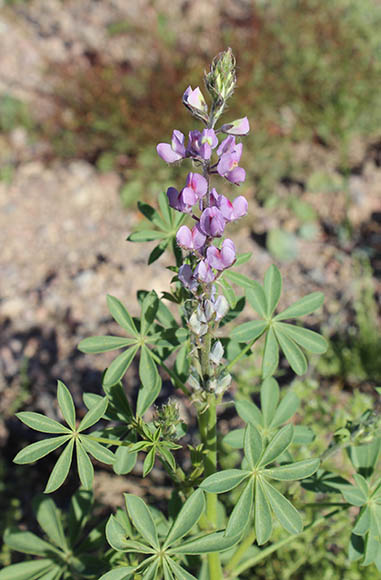  Lupinus arizonicus